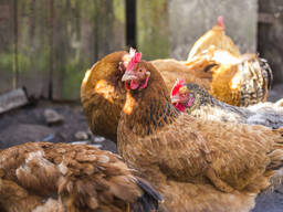 3.000 layer chickens at 18 weeks old for sale