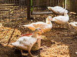 3.000 layer chickens at 18 weeks old for sale - photo 2