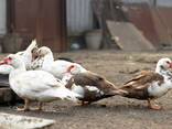 3.000 layer chickens at 18 weeks old for sale - photo 3