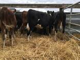 700 Cattles, Red Angus Bred Heifers and bull calves for sale - photo 4