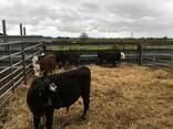 700 Cattles, Red Angus Bred Heifers and bull calves for sale - photo 5
