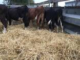 700 Cattles, Red Angus Bred Heifers and bull calves for sale - photo 1