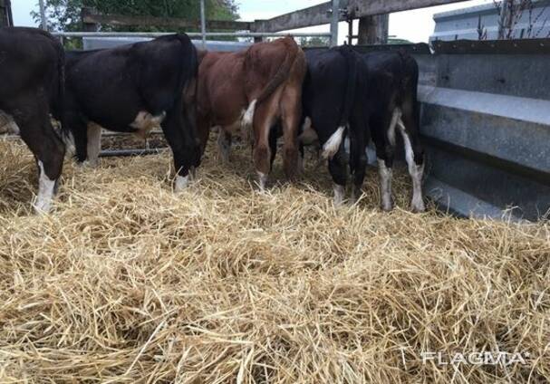700 Cattles, Red Angus Bred Heifers and bull calves for sale