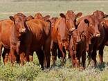 700 Cattles, Red Angus Bred Heifers and bull calves for sale - photo 6