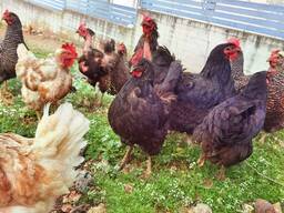 A Grade Layer chicks