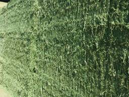 Alfalfa Hay for Sale