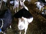 Alpine Goats for Sale - photo 1