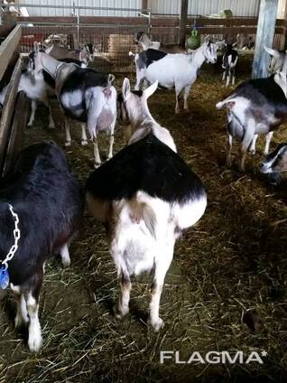 Alpine Goats for Sale