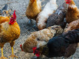 Day-old chicks or point-of-lay hens - photo 1