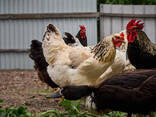 Buff Orpingtonn Chickens For Sale - photo 1