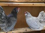Ameraucana Chickens for Sale - photo 1