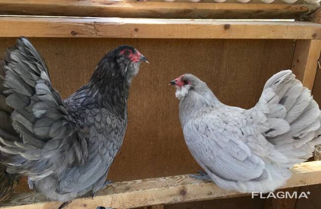 Ameraucana Chickens for Sale