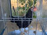 Ancona Chickens for sale - photo 1
