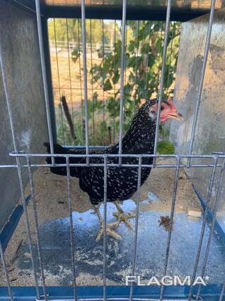 Ancona Chickens for sale