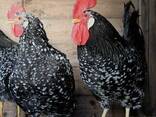 Ancona chickens for sale - photo 1