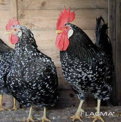 Ancona chickens for sale