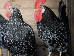 Ancona chickens for sale
