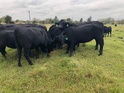 Angus Cattle for Sale