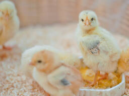 Buff Orpington for sale