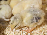 Buff Orpington for sale - photo 3