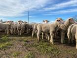 Merino sheep for sale - photo 2