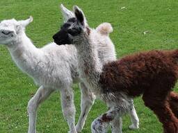 Baby llama young males and females cria for sale