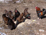 Barnevelder chicken for sale whatsapp - photo 1