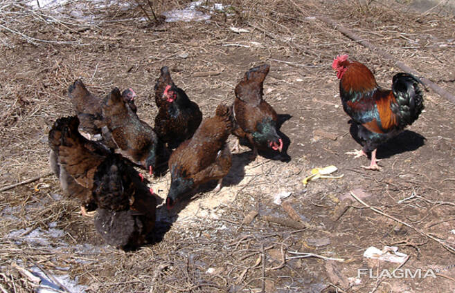 Barnevelder chicken for sale whatsapp