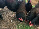 Barnevelder Chickens for Sale - photo 1