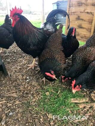 Barnevelder Chickens for Sale