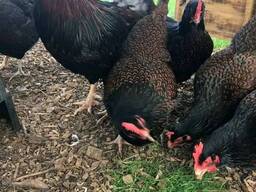 Barnevelder Chickens for Sale