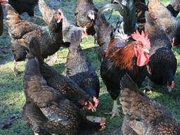 Barnevelder chickens ready for sale