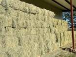 Bermuda Grass Hay for Sale - photo 1