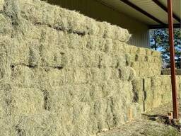 Bermuda Grass Hay for Sale