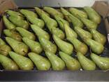 Best pears from Poland wholesale - photo 1