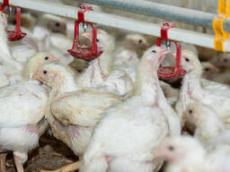 Day old Chicks For Sale All Kind Of Breeds