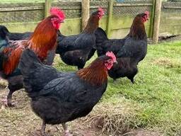 Black copper maran chickens for sale