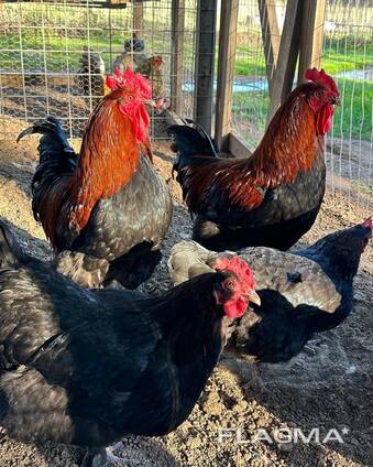 Black Copper Marans Chickens for Sale