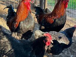 Black Copper Marans Chickens for Sale