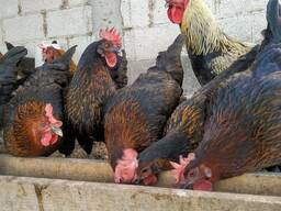 Black Star chickens for sale