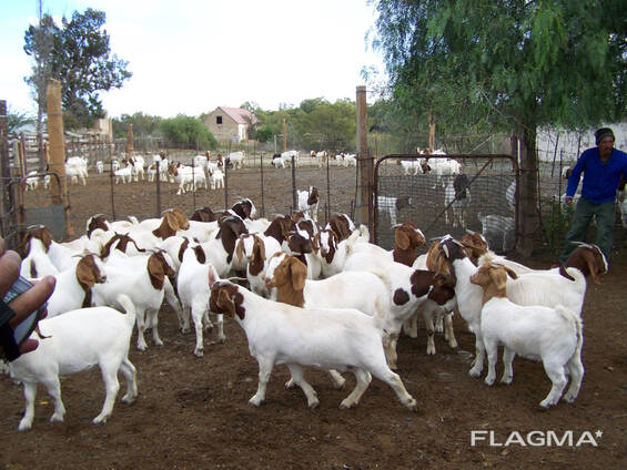 Boer and Kalahari goat Eastern Cape