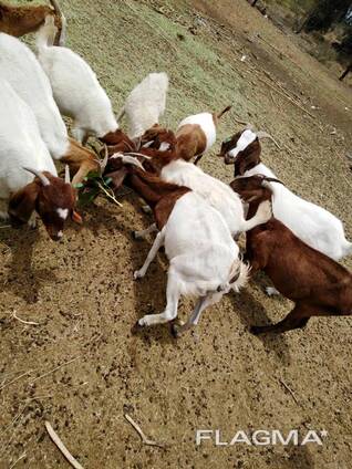 Boer and Kalahari goats for sale