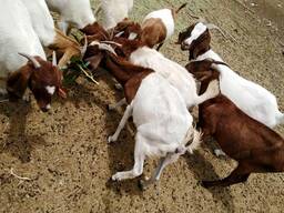 Boer and Kalahari goats for sale