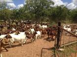 Boer and Kalahari goats for sale near me - photo 1