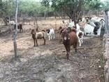 Boer and Kalahari goats price - photo 1