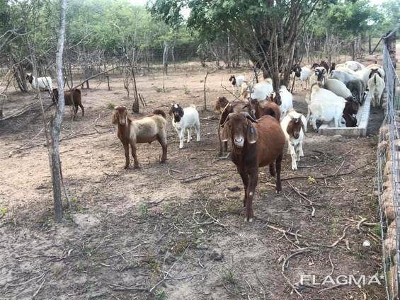 Boer and Kalahari goats price