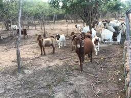 Boer and Kalahari goats price