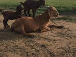 Boer And Kalahari Red Goats For Sale - photo 2