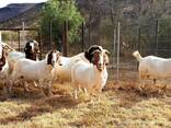 Boer goat - photo 1