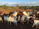 Boer goats for sale - photo 1